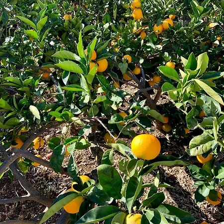 San Gaetano Scauri (Sicily)